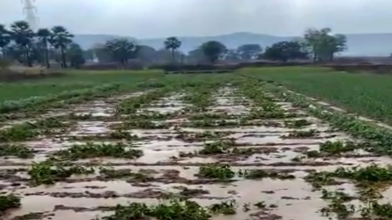 भागलपुर मौसम: बरसे बादल तो खेतों में जमा होने लगा पानी, बारिश देख खिले किसानों के चेहरे