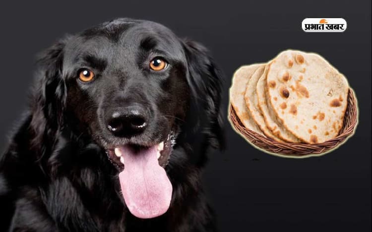 Benefits of Feeding Dog: काला कुत्ता अगर रोटी ना खाए तो जान लें ये बात, हो सकता है ये कारण, ऐसे जागेगा भाग्य