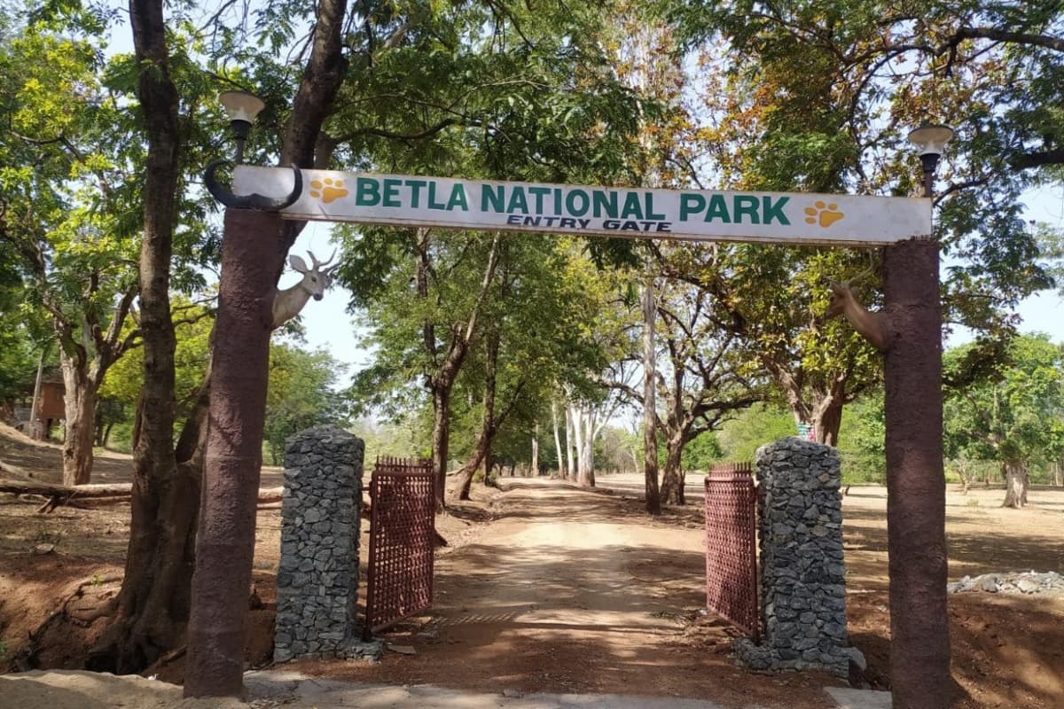 Jharkhand Tourism: बेतला नेशनल पार्क में एक जुलाई से पर्यटकों की नो एंट्री, देख सकेंगे पलामू किला व लोध फॉल