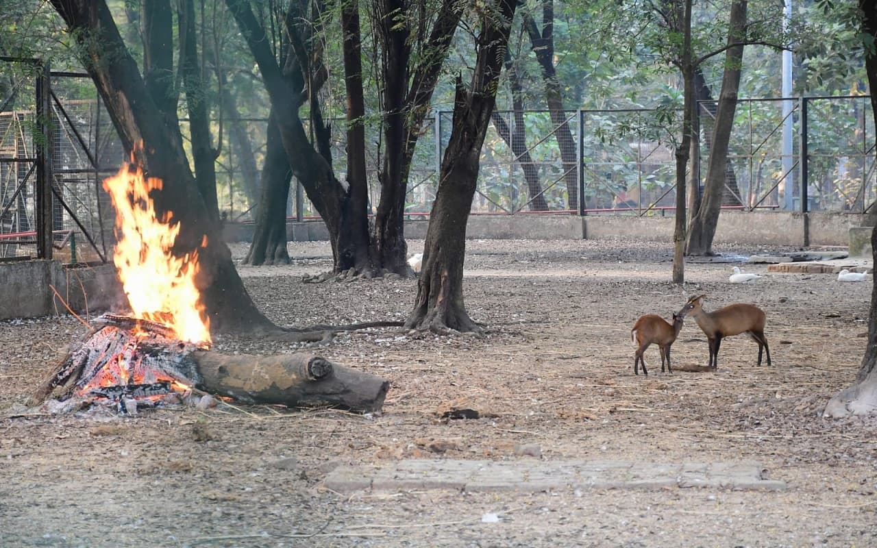 Jharkhand Tourism:बोकारो जैविक उद्यान में कंपकंपाती ठंड में कैसे रह रहे हैं पशु-पक्षी, क्या है व्यवस्था ?