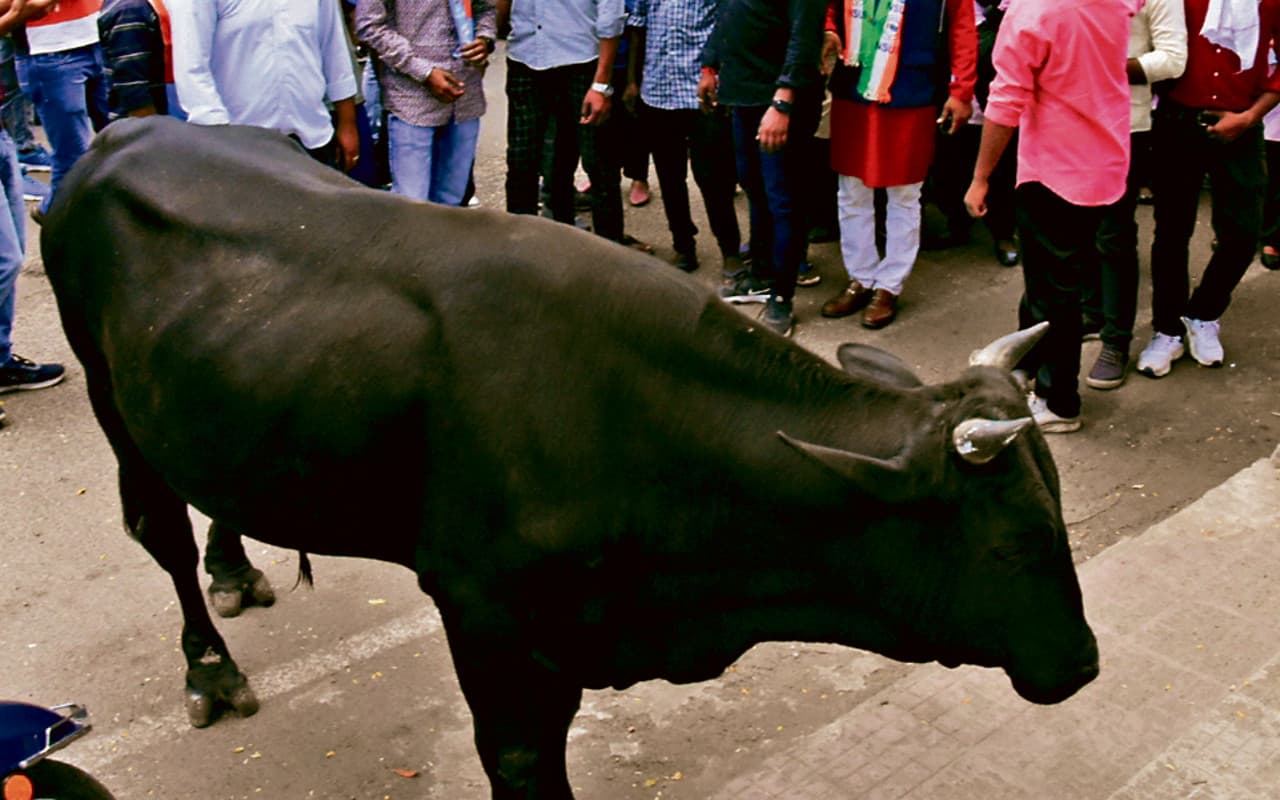 झारखंड : धनबाद में ‘बाहुबली’ के उत्पात से लाेग परेशान, दूसरे दिन ही अभियान फेल, खुद करें अपनी सुरक्षा