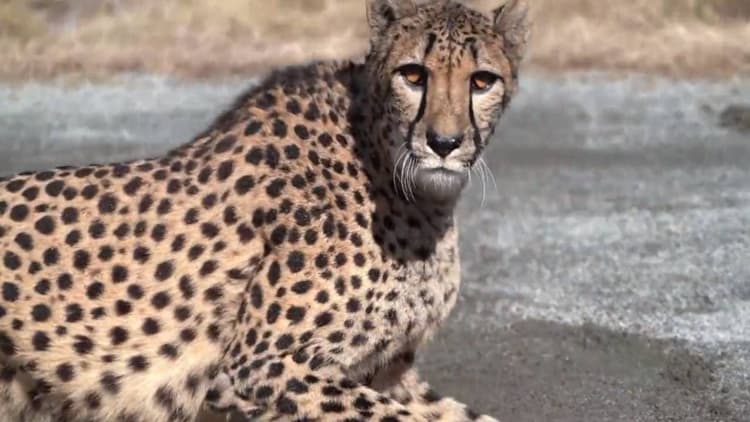 IAF के विमान से एमपी के कुनो पार्क पहुंचे दक्षिण अफ्रीका के 12 चीते, तस्वीरों में देखें अद्भुत नजारा