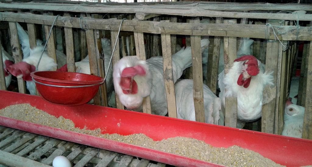 कोरोना की आशंका से 30 रुपये किलो तक पहुंचा मुर्गा