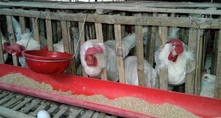 कोरोना की आशंका से 30 रुपये किलो तक पहुंचा मुर्गा