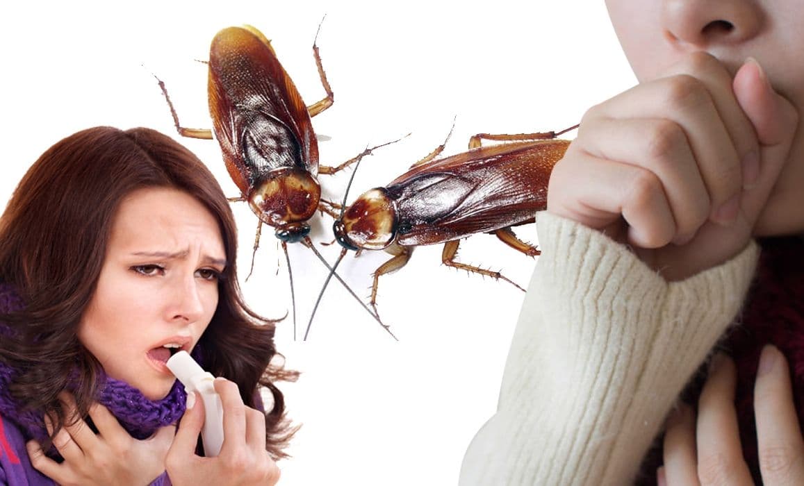 Corona महामारी के बीच घर से ऐसे दूर रखें Cockroach, कफ संक्रमण के साथ हो सकती हैं ये गंभीर बीमारियां