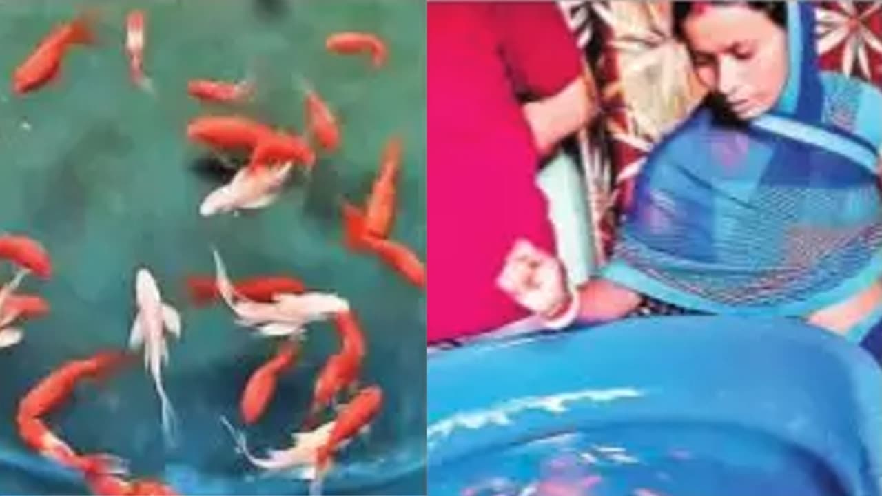 रंगीन मछली के व्यवसाय से लाखों की हो सकती है आमदनी, देवघर की ग्रामीण महिलाएं इसका पालन कर बन रही आत्मनिर्भर रंगीन मछली के व्यवसाय से लाखों की हो सकती है आमदनी, देवघर की ग्रामीण महिलाएं इसका पालन कर बन रही आत्मनिर्भर
