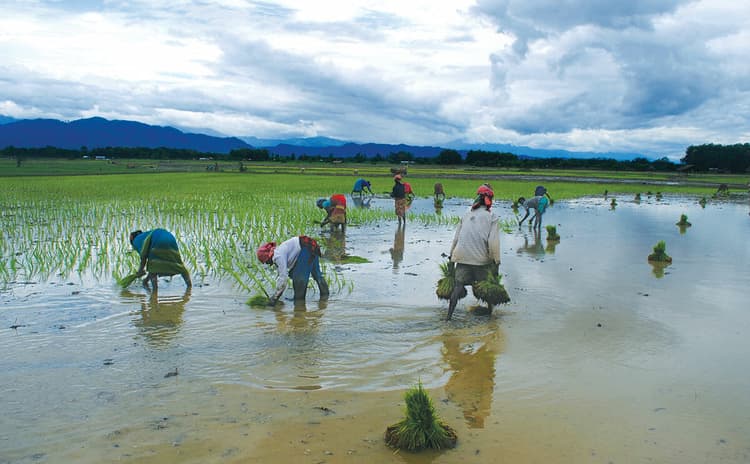 1.25 लाख हेक्टेयर में धनरोपनी का काम पूरा