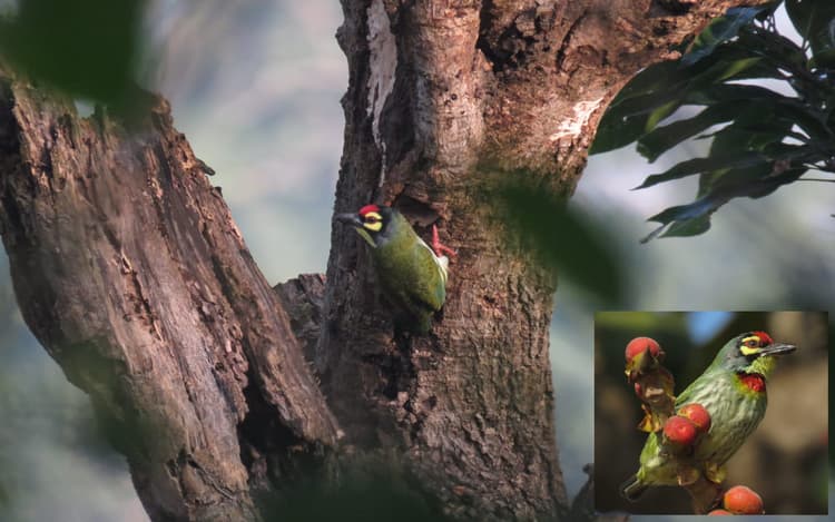 झारखंड : खरसावां-कुचाई में बढ़ी ठठेरा पक्षी की चहचहाहट, ठुक-ठुक की आवाज से लोगों को कर रही आकर्षित