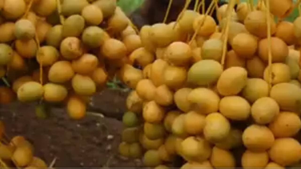 Dates Farming : बंजर जमीन पर खजूर की खेती से हो सकती है बंपर कमाई, एक पेड़ से हो रही 50,000 तक आमदनी