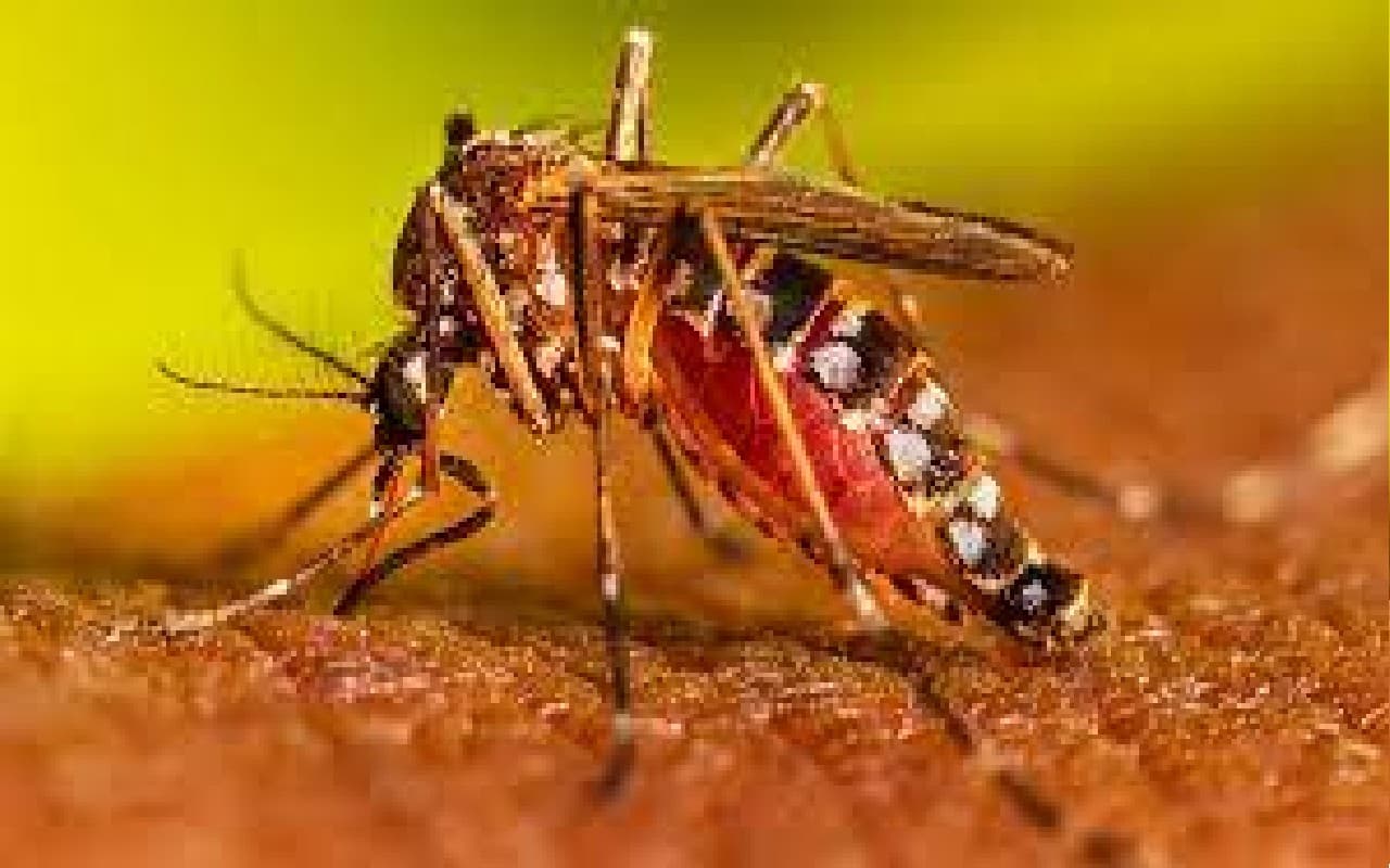 बिहार: अस्पतालों में तेजी से बढ़ रहे डेंगू के मरीज, पटना में संक्रमितों की संख्या पहुंची 100 के पार