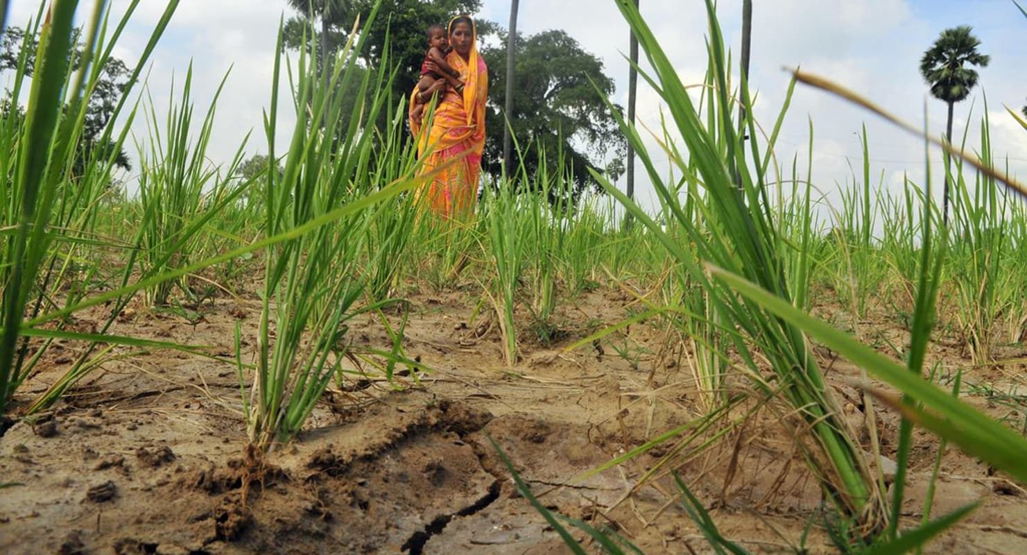 झारखंड के सात लाख किसानों को झटका : हेमंत सरकार के सूखा राहत प्रस्ताव को मोदी सरकार ने ठुकराया, अन्नदाता को नहीं मिलेगा मुआवजा
