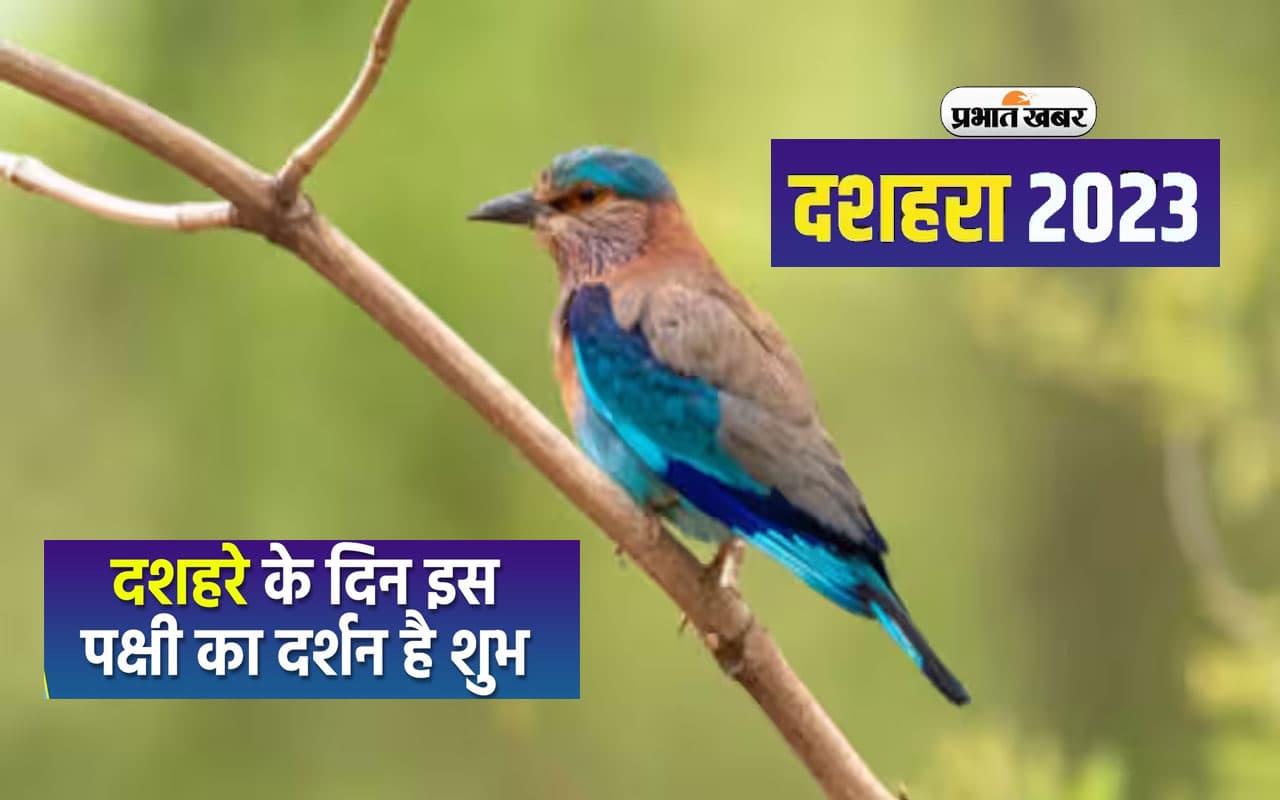 Dussehra 2023 में इस खास पक्षी के दर्शन मात्र से ही बदल जाती है किस्मत, जानें क्या है खास