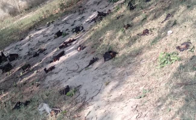 गोरखपुर में चमगादड़ों की मौत से मचा हड़कंप, जांच में जुटा प्रशासन गोरखपुर में चमगादड़ों की मौत से मचा हड़कंप, जांच में जुटा प्रशासन