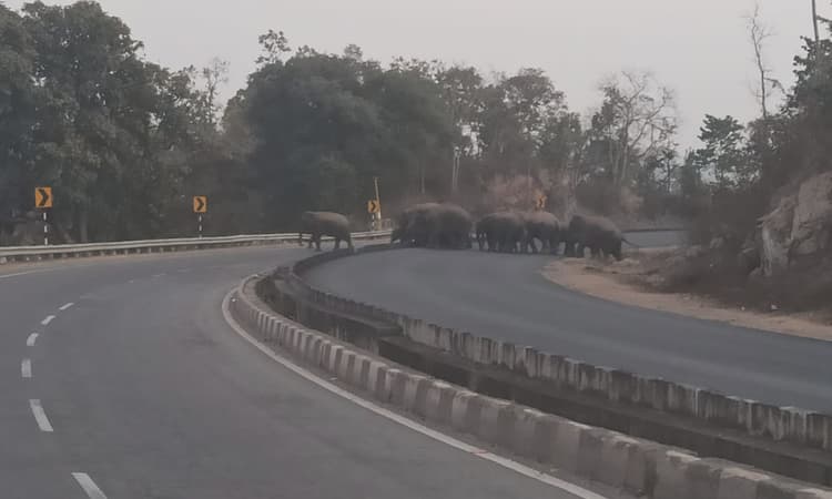 हाथियों के झुंड ने हजारीबाग के चरही घाटी में वाहनों को रोका, सरबाहा में मचाया उत्पात