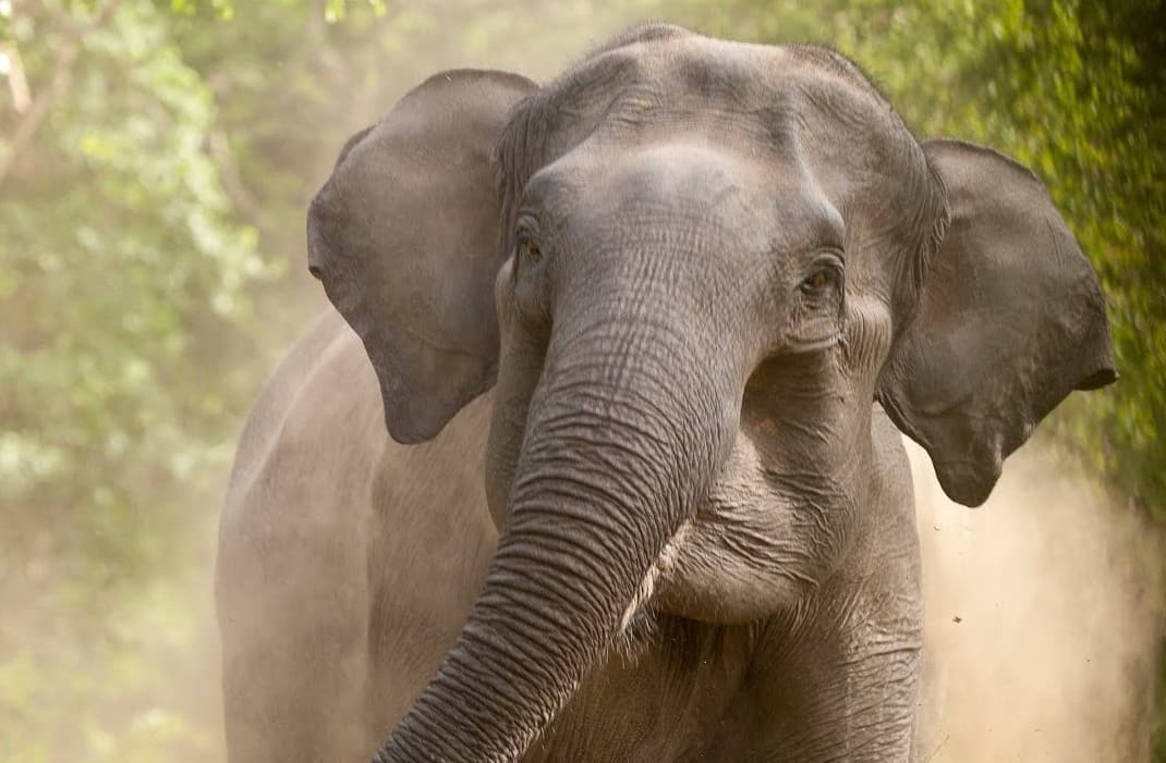 मरकच्चो में हाथियों का उत्पात, मकान तोड़ा