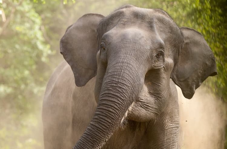 मरकच्चो में हाथियों का उत्पात, मकान तोड़ा