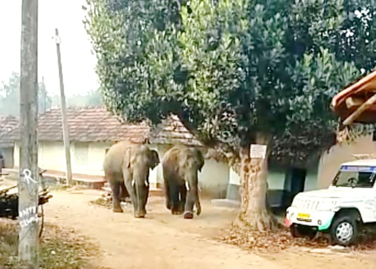 जंगली हाथियों ने दो घरों को क्षतिग्रस्त किया, अनाज को भी किया बर्बाद