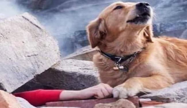 तुर्की में 7.0 रिएक्टर स्केल के भूकंप के झटके, कई भवनें ध्वस्त, 100 से ज्यादा घायल, सोशल मीडिया में वायरल हो रही तस्वीरें