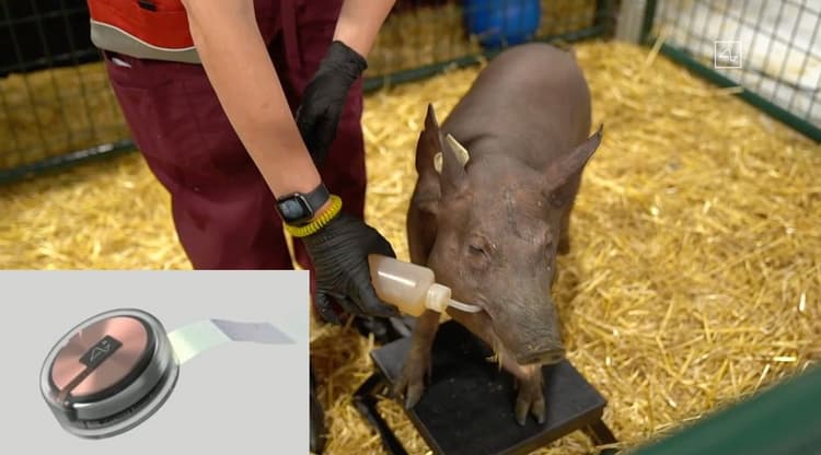 Research: इंसानी दिमाग में वायरलेस कंप्यूटर लगाना चाहते हैं एलन मस्क, सूअर से की शुरुआत