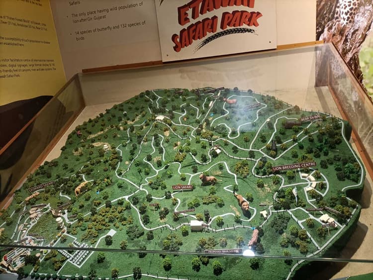 UP News: इटावा लायन सफारी में शेरनी सोना ने शावकों को दूध पिलाना छोड़ा, अभी नहीं खुली हैं आंखें