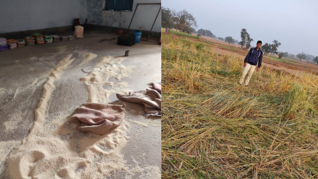 हाथियों के झुंड ने हजारीबाग के बुचई गांव में मचायी तबाही, महिला को किया घायल