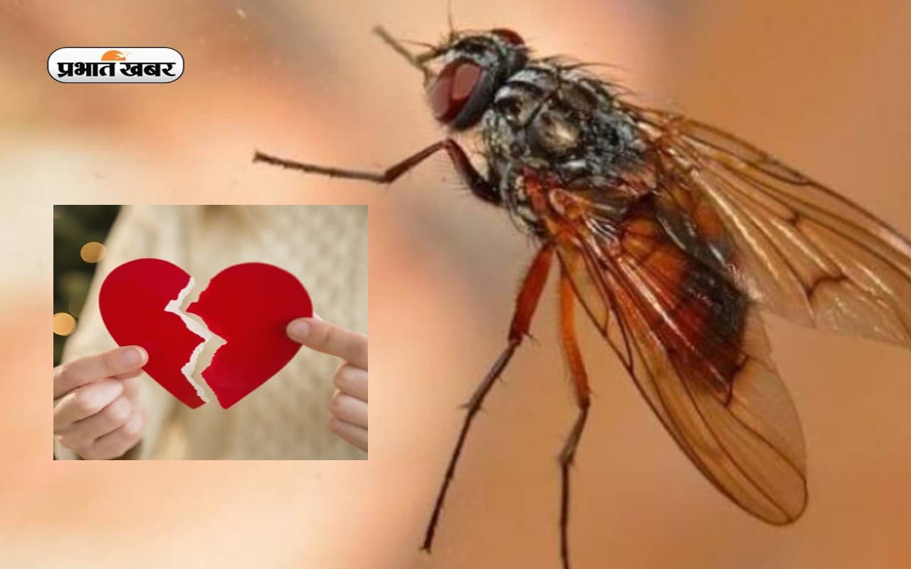 मक्खियों की वजह से नहीं हो रही इन गांवों के लोगों की शादी, यहां टूट रहे रिश्ते, लड़के बैठे हैं कुंवारे