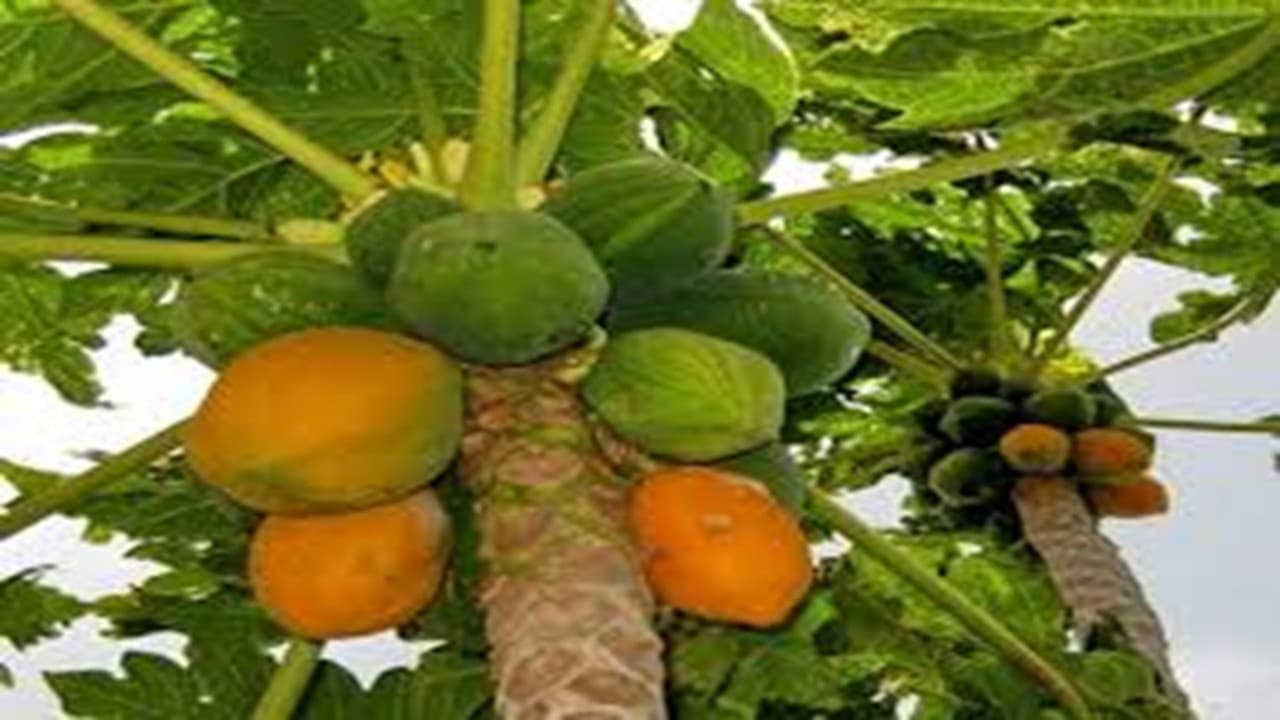 फलों की मिठास और फूलों की सुगंध बिखेर रहे झारखंड के खेत, हॉर्टिकल्चर खेती को बढ़ावा दे रही हेमंत सरकार