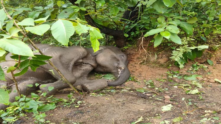 पलामू टाइगर रिजर्व में हाथी के बच्चे को तस्करों ने मारी गोली, दांत भी गायब