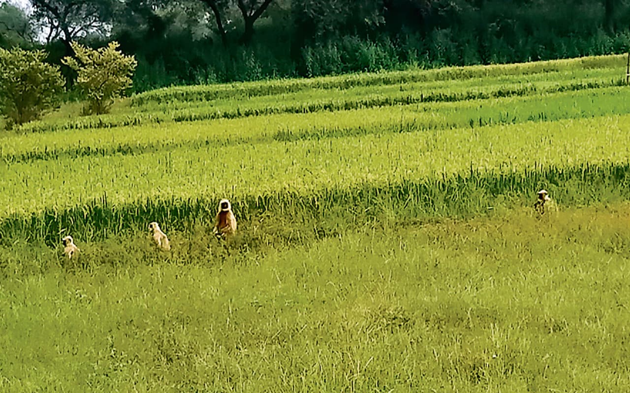 झारखंड के इस जिले में धान के बाद गेहूं की फसलें भी हो रही प्रभावित, किसान परेशान, जानें कारण