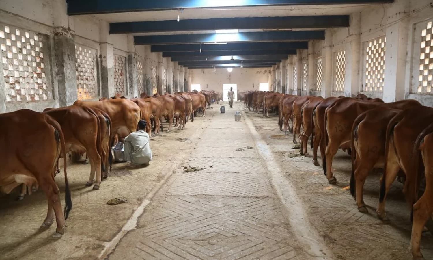 मुजफ्फरपुर में गाय के गोबर से चार हजार हेक्टेयर में होगी नेचुरल फार्मिंग