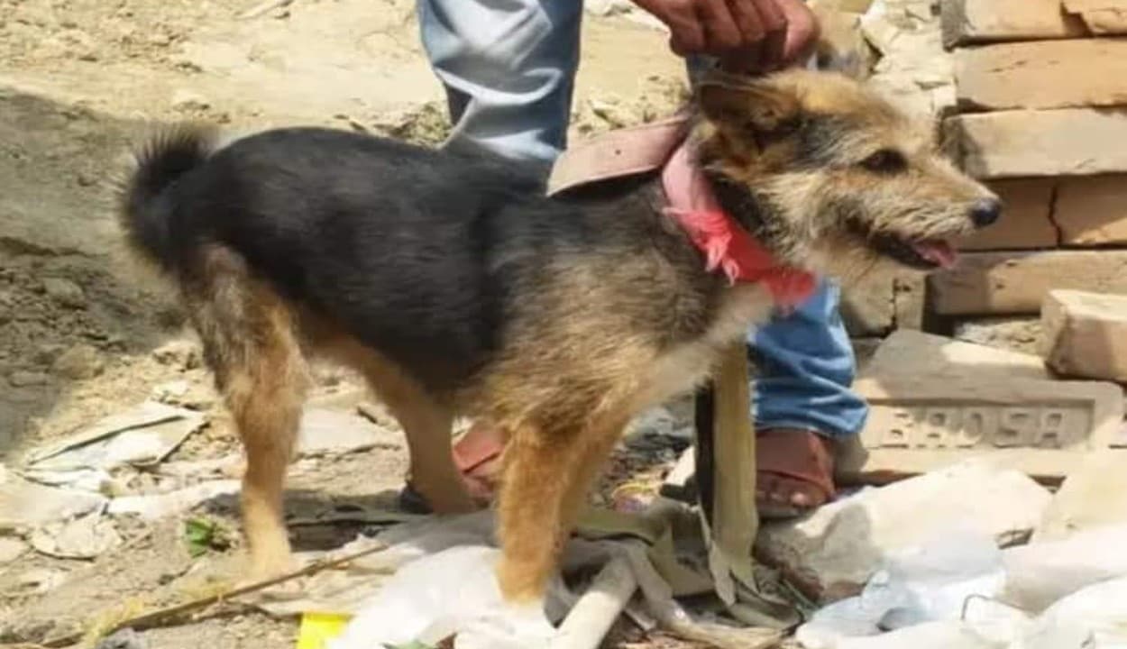 बीरभूम हिंसा : सीबीआई ने नौ दिन बाद लालन शेख के घर में बंद जर्मन शेपर्ड को निकाला बाहर