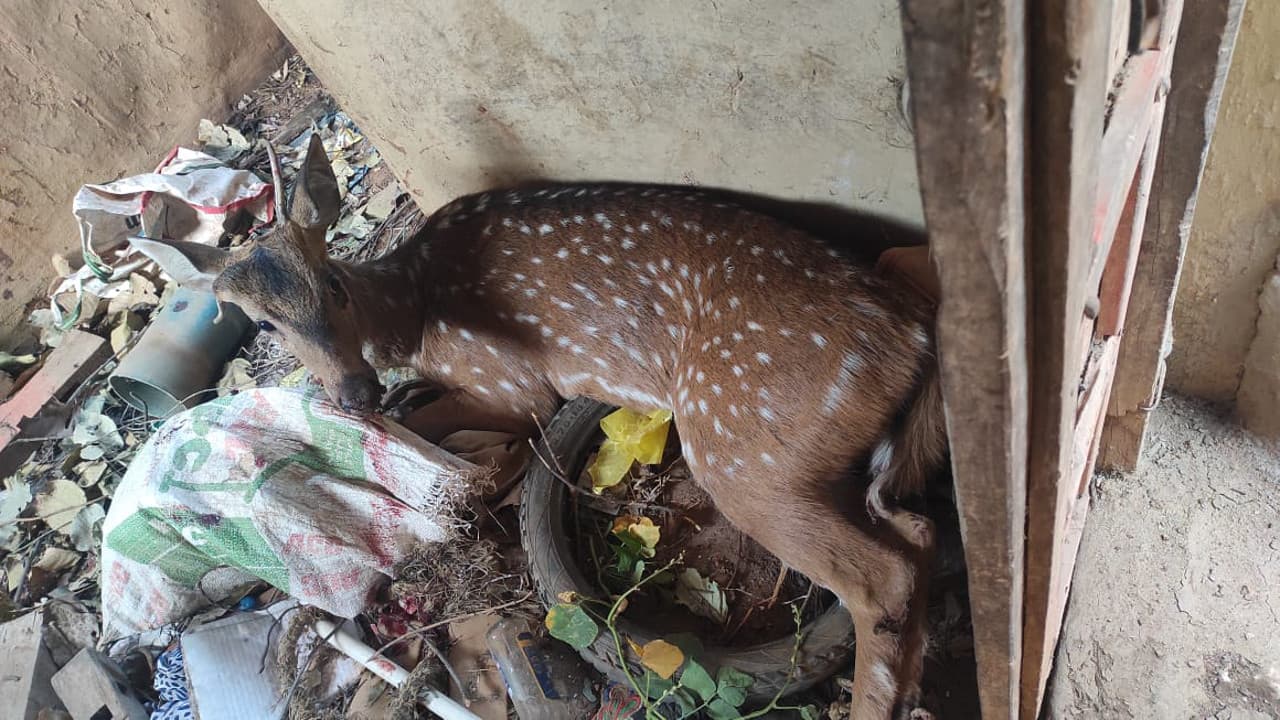 जंगल से भटक कर गिरिडीह के बरवाडीह गांव पहुंचे हिरण पर कुत्तों का हमला, कुछ देर में हुई मौत, जानें पूरा मामला