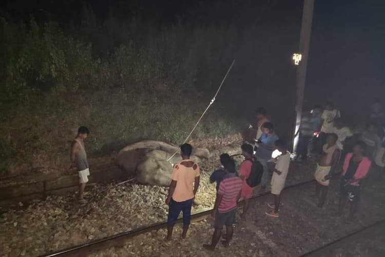 झारखंड में ट्रेन से कटकर हाथी की मौत, एलीफैंट जोन में हादसे के बाद रेलगाड़ियों का परिचालन बंद