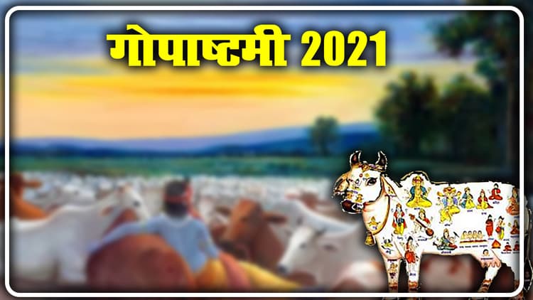 Gopashtami 2021: धार्मिक लिहाज से ही नहीं वैज्ञानिक तौर पर भी विशेष हैं गाय, गोपाष्टमी पर जानें कुछ रोचक बातें