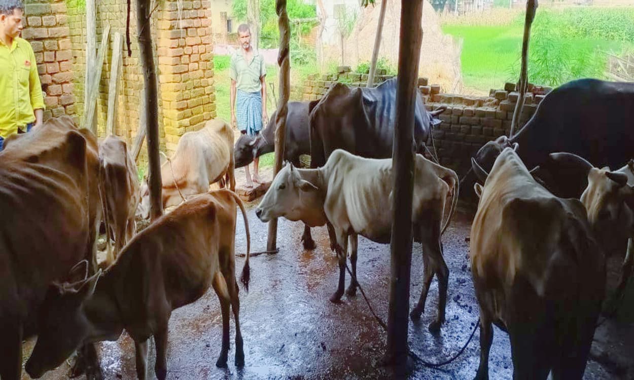 Jharkhand News: देसी गायों से प्राकृतिक खेती को मिलेगा बढ़ावा, होगी अच्छी पैदावार