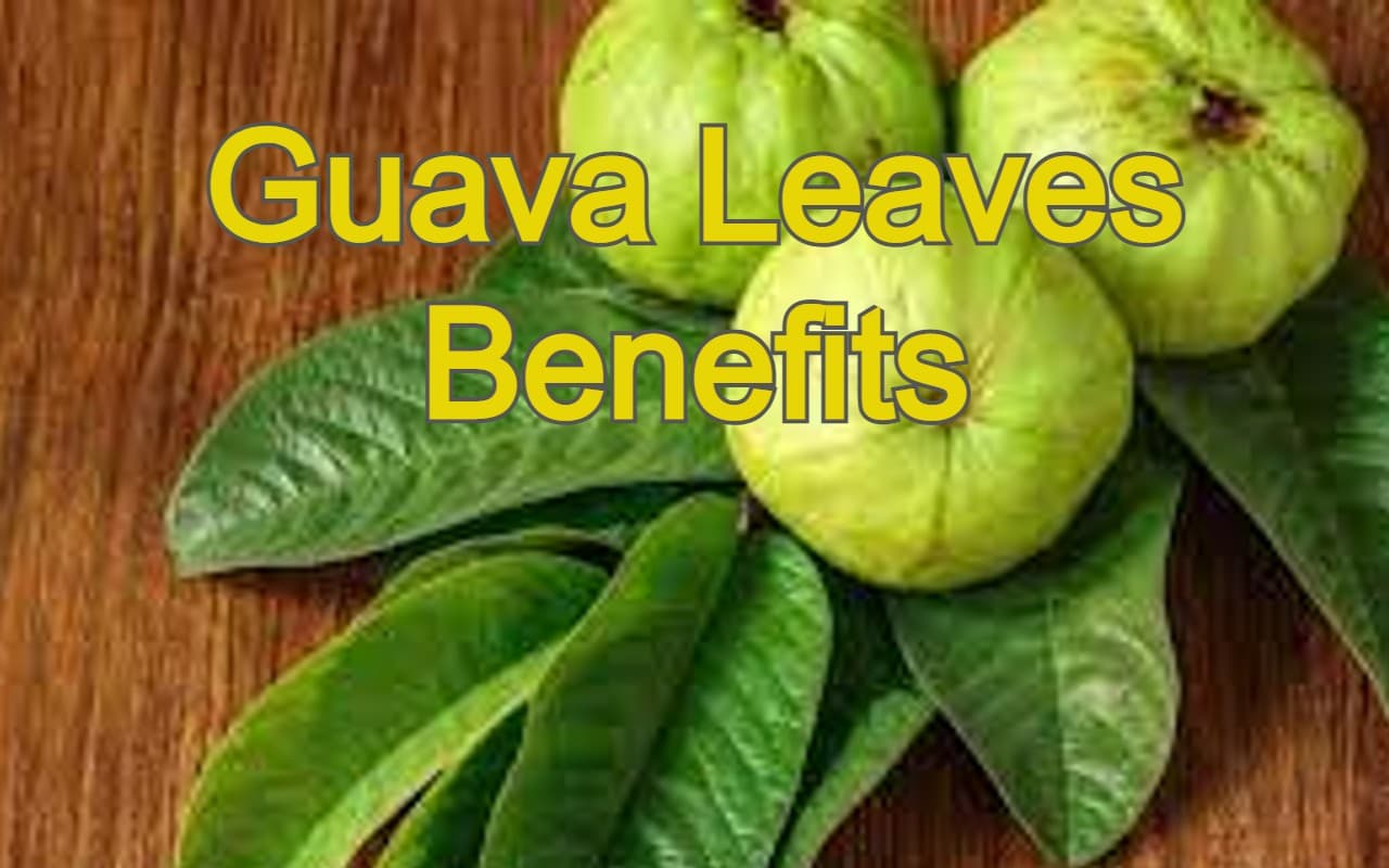 अमरूद की पत्तियों के फायदे जान रह जाएंगे हैरान, इन बीमारियों को दूर करने में मिलती है मदद