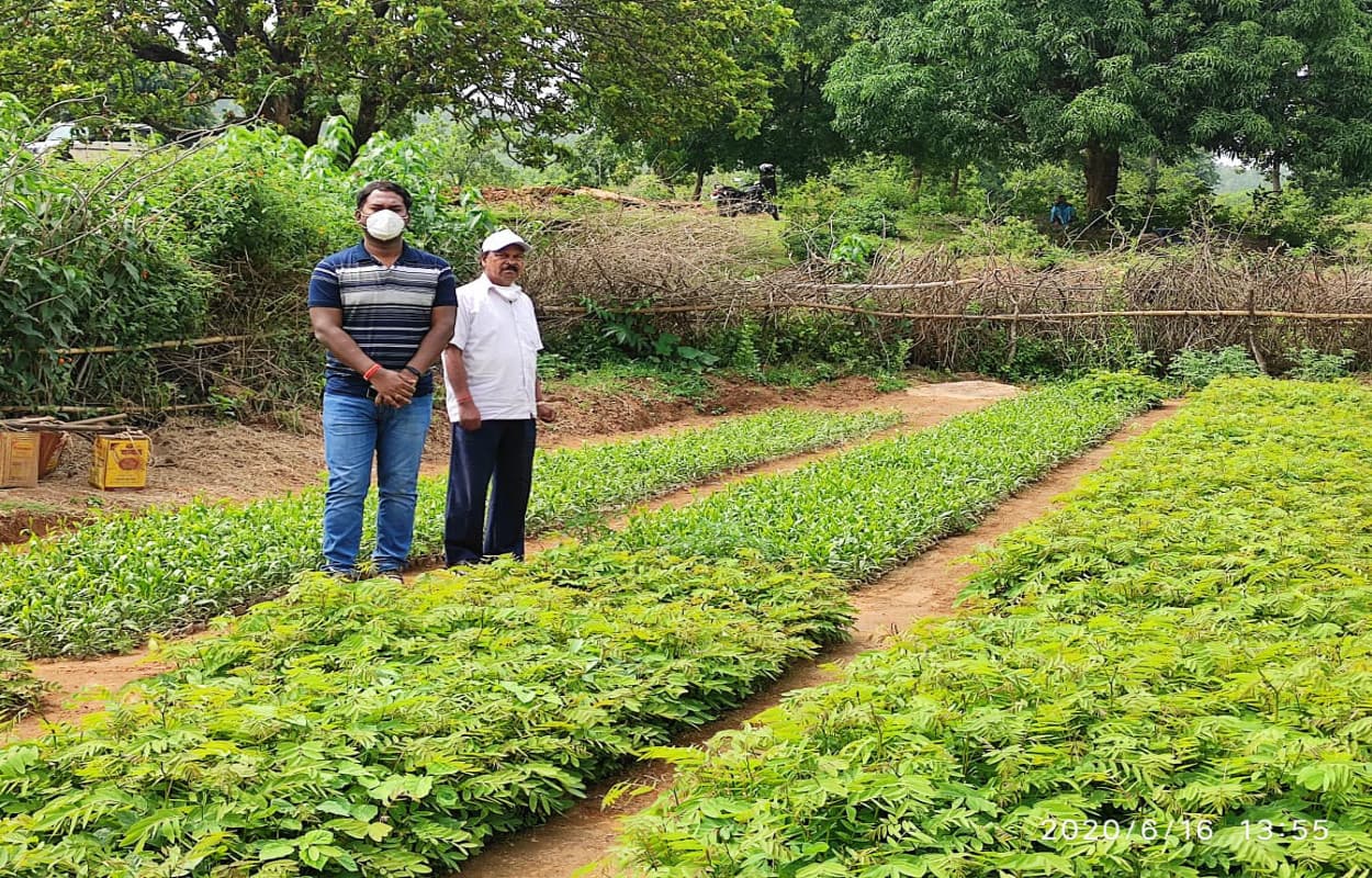 वन विभाग ने तैयार किया 6 लाख पौधे, राजस्व प्राप्ति के लिए 3 लाख पौधों की होगी बिक्री