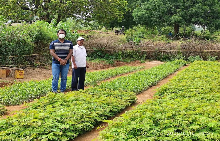 वन विभाग ने तैयार किया 6 लाख पौधे, राजस्व प्राप्ति के लिए 3 लाख पौधों की होगी बिक्री