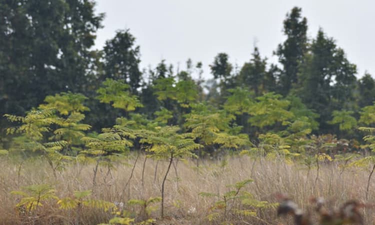 Jharkhand News : गुमला के अरंगी में बंजर और परती जमीन पर आने लगी हरियाली, जानिए कैसे हुआ फैलाव