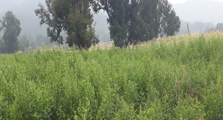 Jharkhand Weather News: बेमौसम बारिश के बाद बढ़ने लगी ठंड, किसानों के लिए है अच्छा समय, ऐसे करें खेती