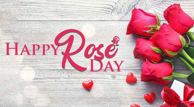 Happy Rose Day 2021 Wishes, Images, Quotes, Shayari, Messages, Status: दिखती हैं हीर की तरह..दिल में चुभती हैं तीर की तरह...रोज डे पर अपने क्रश को भेजें शायरी, मैसेज, स्टेट्स