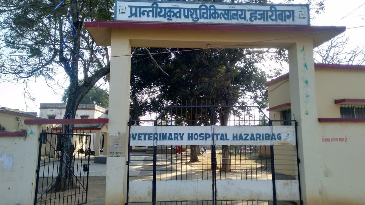 हजारीबाग वेटनरी हॉस्पिटल में 24 घंटे मिलने वाली सेवा बंद, 7 महीने से परेशान हैं कई जिले के पशुपालक
