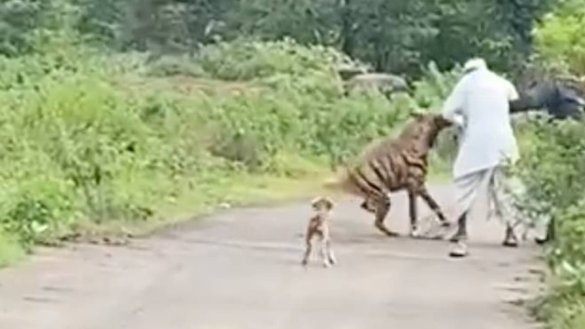 औरंगाबाद में हाथी के बाद अब लकड़बग्घे का आतंक, दो किसानों पर किया हमला, डरे हुए बच्चे नहीं जा रहे स्कूल