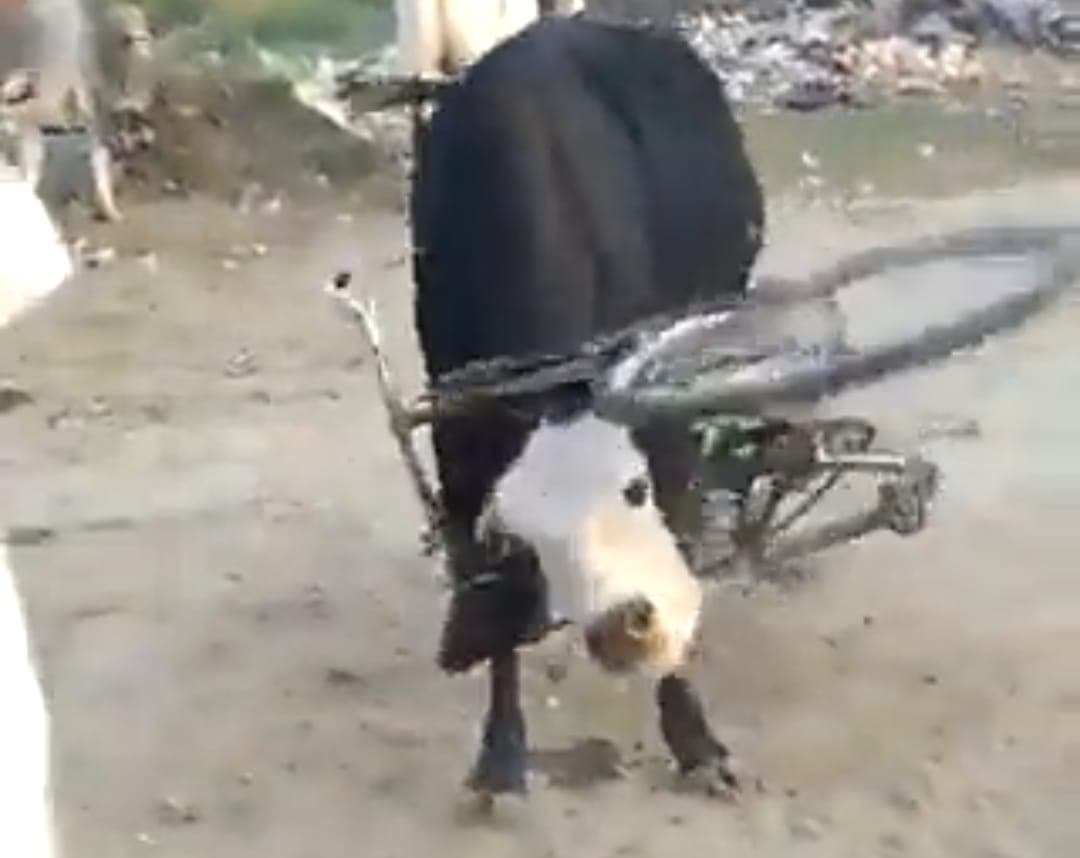 आगरा में पलभर में मचा हड़कंप, साइकिल के फ्रेम में फंसी सांड की गर्दन, वीडियो सोशल मीडिया पर वायरल