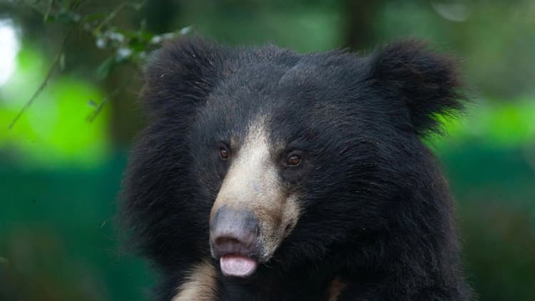World Sloth Bear Day: आगरा में है दुनिया का सबसे बड़ा भालू संरक्षण केंद्र, 101 हैं मौजूद