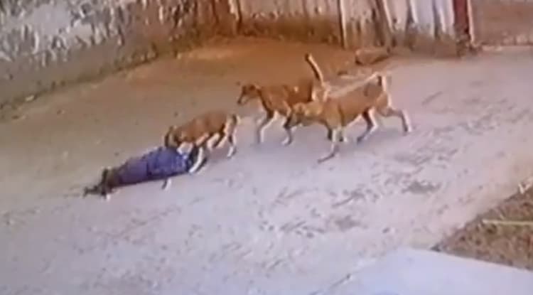 Aligarh News: AMU कैंपस में आवारा कुत्तों से दहशत, झुंड ने बच्ची पर किया हमला