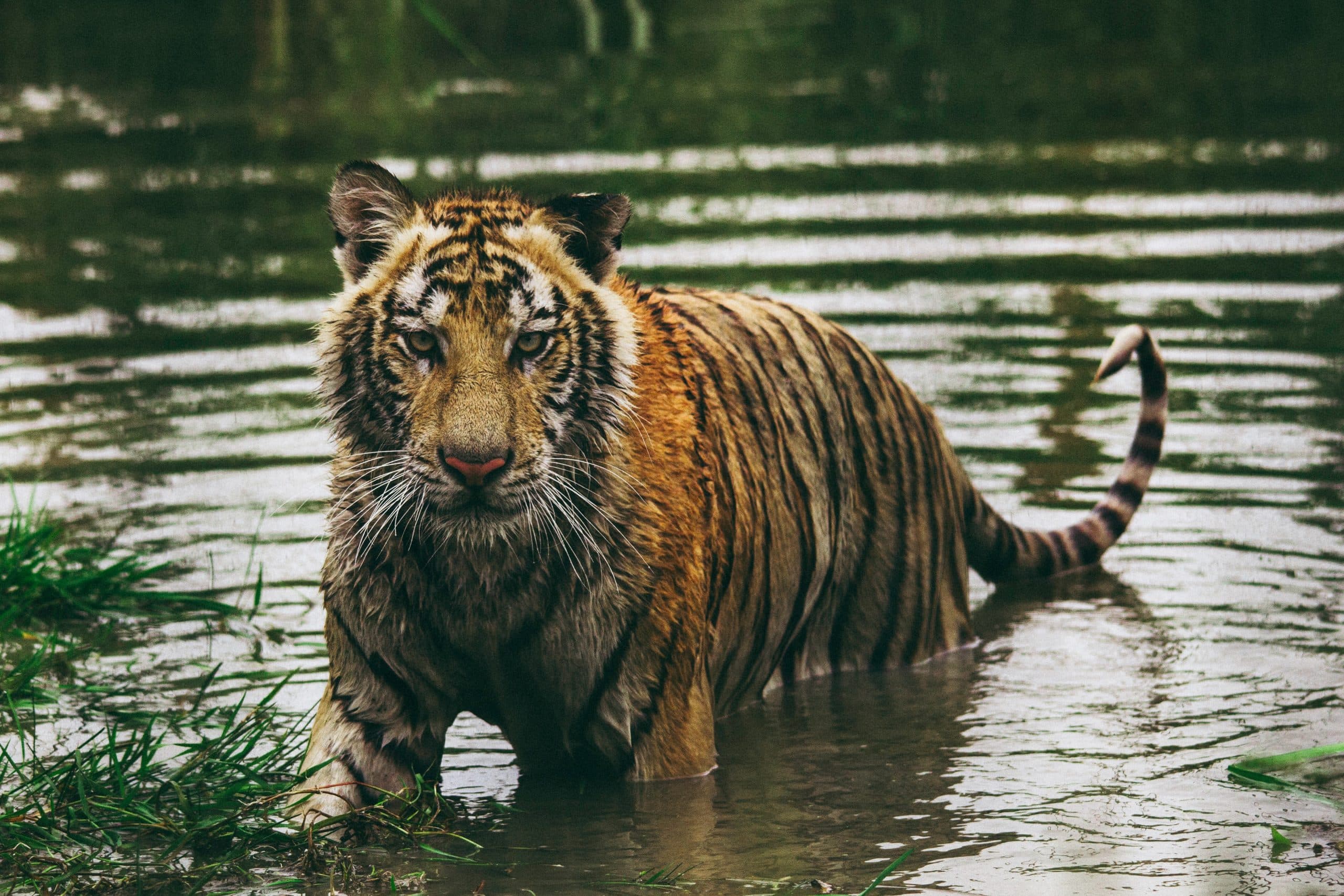 International Tiger Day 2023: 1975 में पहली बार पटना के चिड़ियाघर में आए थे बाघ, जानिए अब कितने टाइगर