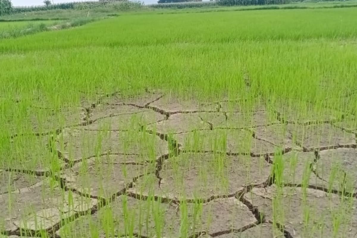 सीवान में बारिश नहीं होने से किसान उदास, धान के खेतों में पड़ने लगी दरार