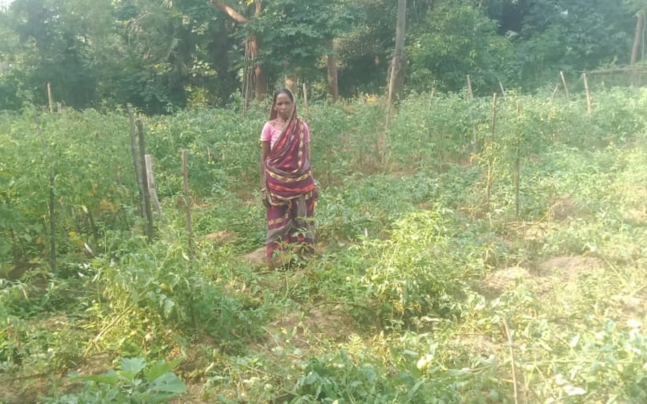 जमशेदपुर : टमाटर और बंदगोभी से सालाना 90 हजार कमा रही खुकुवाला, महिलाओं के लिए बनी प्रेरणास्रोत