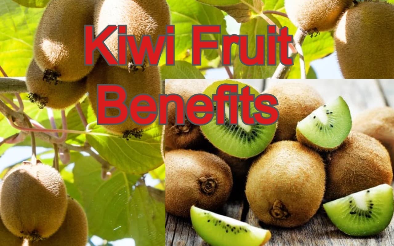 कीवी से आधुनिक लाइफस्टाइल की समस्याओं को दूर करने में मिलती है मदद, जानें इंटरेस्टिंग फैक्ट्स